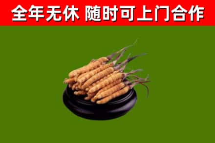 长寿区回收散虫草