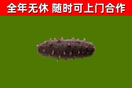 长寿区回收海参干